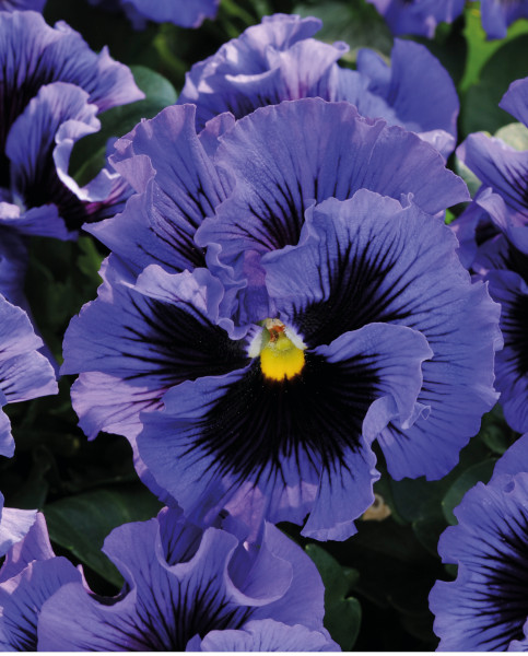 Pansy Frizzle Sizzle Blue (172)- едроцветна къдрава теменужка